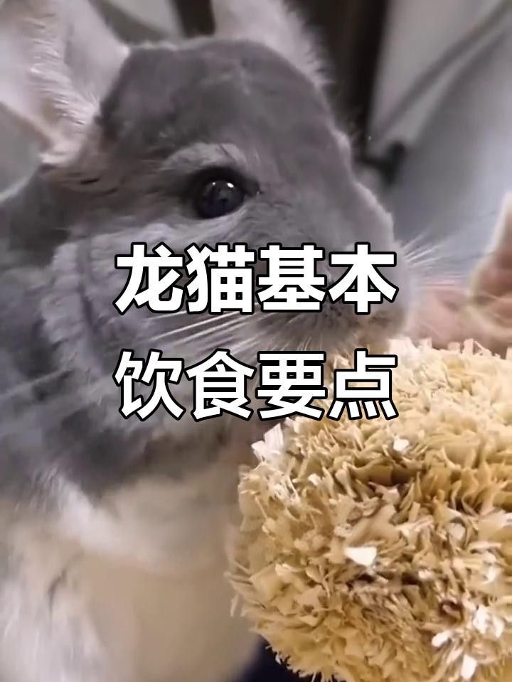 如何給龍貓和貓提供足夠運動？