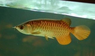 飼養(yǎng)龍魚的最佳溫度范圍是多少？：養(yǎng)龍魚的最佳溫度是24-29℃，飼養(yǎng)者需要注意溫差控制