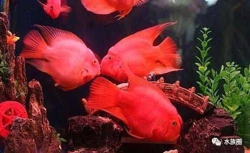 龍魚和魔鬼魚能混養嗎：龍魚和魔鬼魚可以混養嗎
