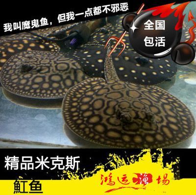 龍魚和魔鬼魚能混養嗎：龍魚和魔鬼魚可以混養嗎