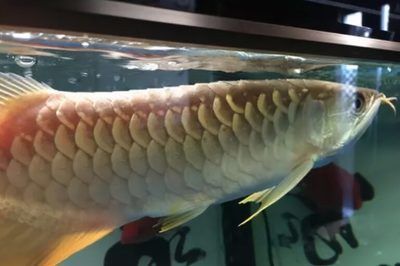 龍魚霉菌怎么治療效果好：如何治療龍魚霉菌病