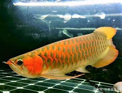 金龍魚咬人寓意：金龍魚咬人寓意是什么