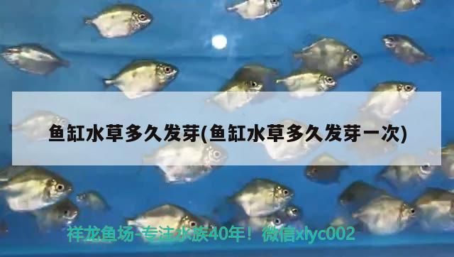 金龍魚值得養嗎現在怎么樣，金龍魚養殖入門指南,金龍魚市場價格趨勢,金龍魚飼養常見問題 金龍魚值得養嗎現在怎么樣，金龍魚養殖入門指南,金龍魚市場價格趨勢,金龍魚飼養常見問題 龍魚百科 第2張