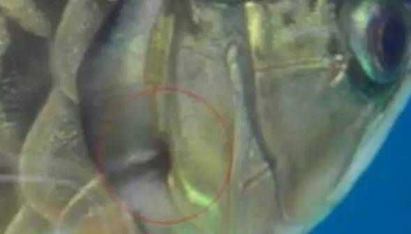 龍魚常見疾病與治療圖片及視頻大全：龍魚常見的幾種疾病及相應的治療方法