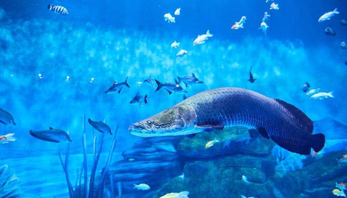紅龍魚 產地 印尼 哪個省（印尼紅龍魚養殖場考察）