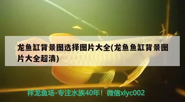 龍魚(yú)缸背景圖片大全超清：龍魚(yú)缸背景圖片大全