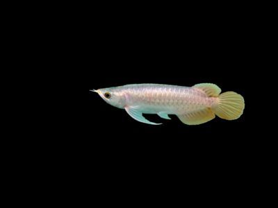 龍魚大概多少錢：龍魚價格范圍