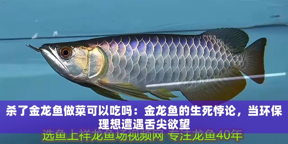 殺了金龍魚做菜可以吃嗎：金龍魚的生死悖論，當環(huán)保理想遭遇舌尖欲望