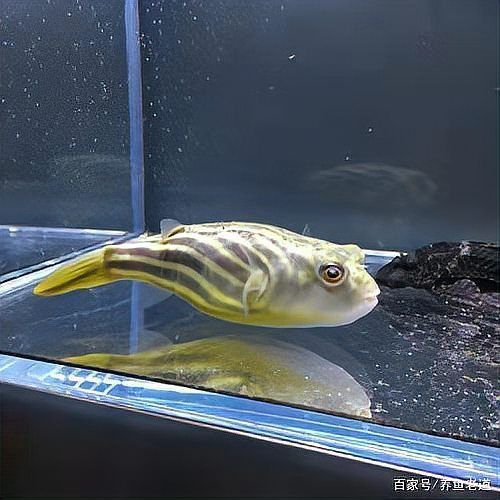 哪些觀賞魚自愈能力最強(qiáng)？