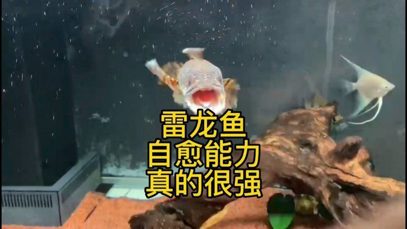 哪些觀賞魚自愈能力最強(qiáng)？