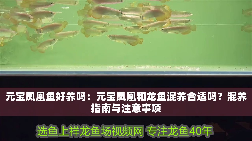 元寶鳳凰魚好養嗎：元寶鳳凰和龍魚混養合適嗎？混養指南與注意事項