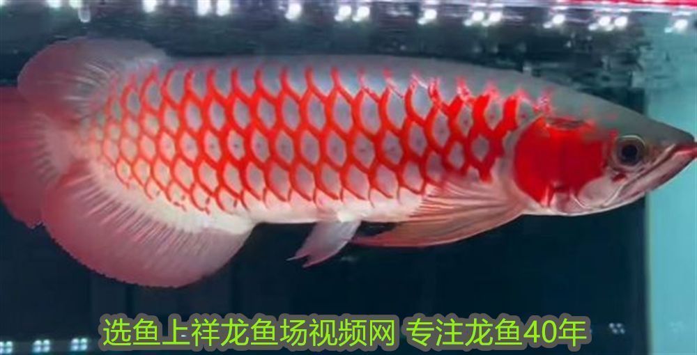 龍魚跳缸是什么原因呢：龍魚跳缸趴缸的原因分析與解決方法 龍魚跳缸是什么原因呢：龍魚跳缸趴缸的原因分析與解決方法 龍魚百科 第2張