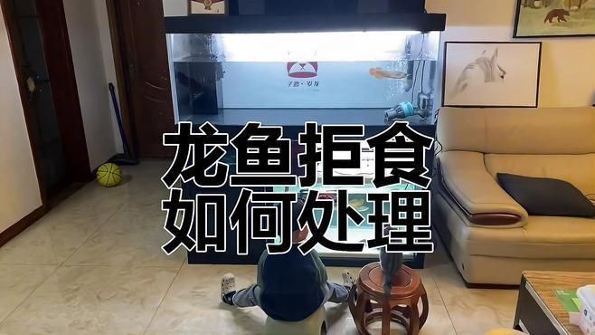 龍魚拒食期間需要停食嗎？