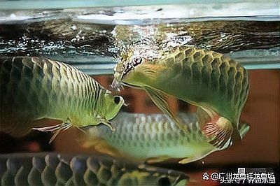 龍魚拒食期間需要停食嗎？