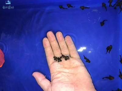 紅龍魚作文500字怎么寫【500字紅龍魚作文《迷人的紅龍魚作文范文《迷人的紅龍魚作文范文》】 紅龍魚作文500字怎么寫【500字紅龍魚作文《迷人的紅龍魚作文范文《迷人的紅龍魚作文范文》】 龍魚百科 第1張