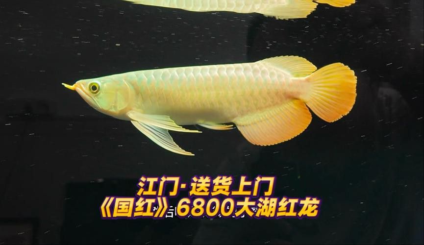 江門龍魚是什么魚圖片欣賞