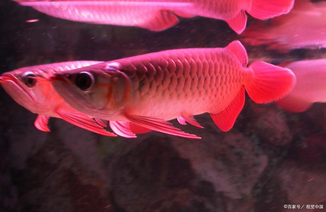 江門龍魚是什么魚圖片欣賞