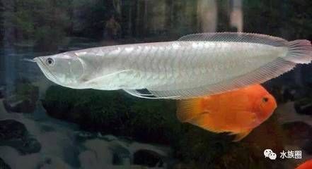 龍魚有人吃嗎有毒嗎：龍魚作為一種寵物魚的安全性如何？