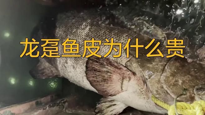 龍躉魚(yú)皮為什么貴