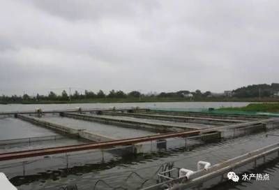 龍魚掉眼怎么恢復正常視頻教程：龍魚掉眼怎么恢復正常？詳細視頻教程解析