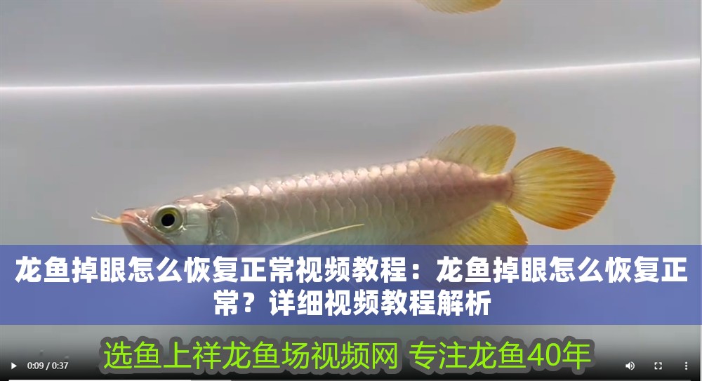 龍魚掉眼怎么恢復正常視頻教程：龍魚掉眼怎么恢復正常？詳細視頻教程解析