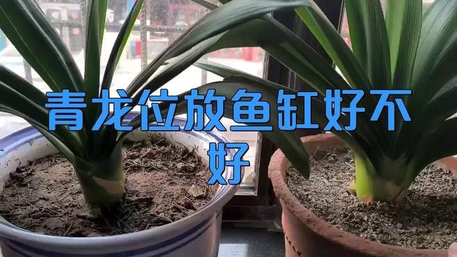 龍魚缸應該放在哪里 龍魚百科 第4張 龍魚缸應該放在哪里 龍魚缸應該放在哪里 龍魚百科 第4張