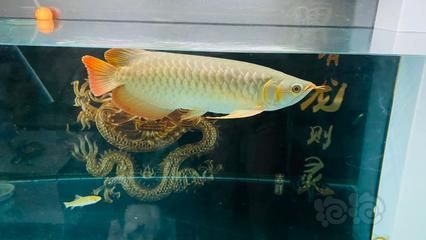 龍魚需要加溫嗎多少度：龍魚是否需要加溫以及適宜的水溫范圍 龍魚需要加溫嗎多少度：龍魚是否需要加溫以及適宜的水溫范圍 龍魚百科 第3張