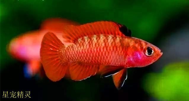 龍魚用什么顏色的燈最好看