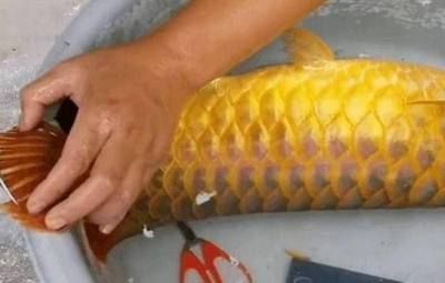 金龍魚快死癥狀【活性降低直至停止活動,游動不穩,浮頭或沉底現象】