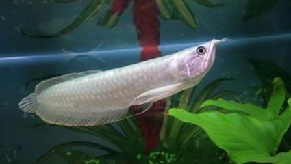 龍魚曬太陽有什么好處（曬太陽對人類和動物有什么好處？） 龍魚曬太陽有什么好處（曬太陽對人類和動物有什么好處？） 龍魚百科 第4張