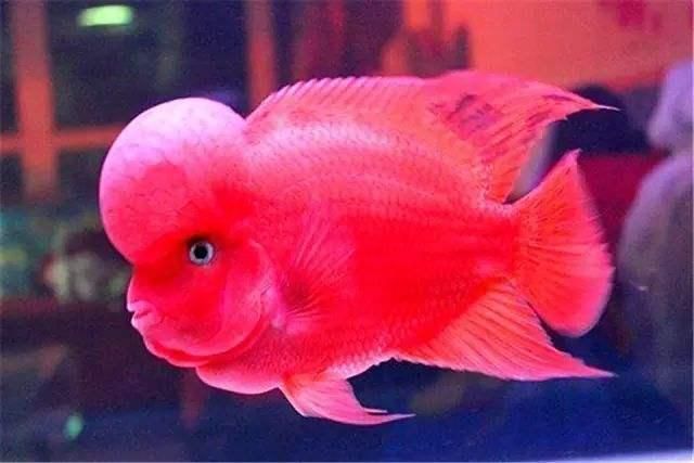 龍魚曬太陽有什么好處（曬太陽對人類和動物有什么好處？） 龍魚曬太陽有什么好處（曬太陽對人類和動物有什么好處？） 龍魚百科 第3張