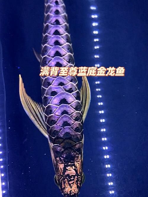 藍色龍魚圖片欣賞