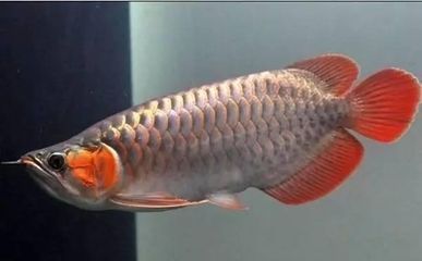 龍魚缸多大合適:養龍魚的理想魚缸尺寸 龍魚百科 第9張 龍魚缸多大合適:養龍魚的理想魚缸尺寸 龍魚缸多大合適:養龍魚的理想魚缸尺寸 龍魚百科 第9張