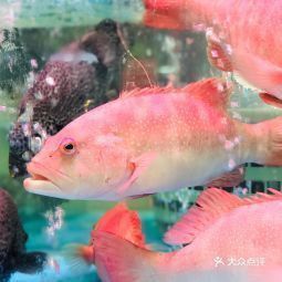 深圳哪里有龍魚批發市場啊價格