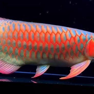 深圳哪里有龍魚批發市場啊價格