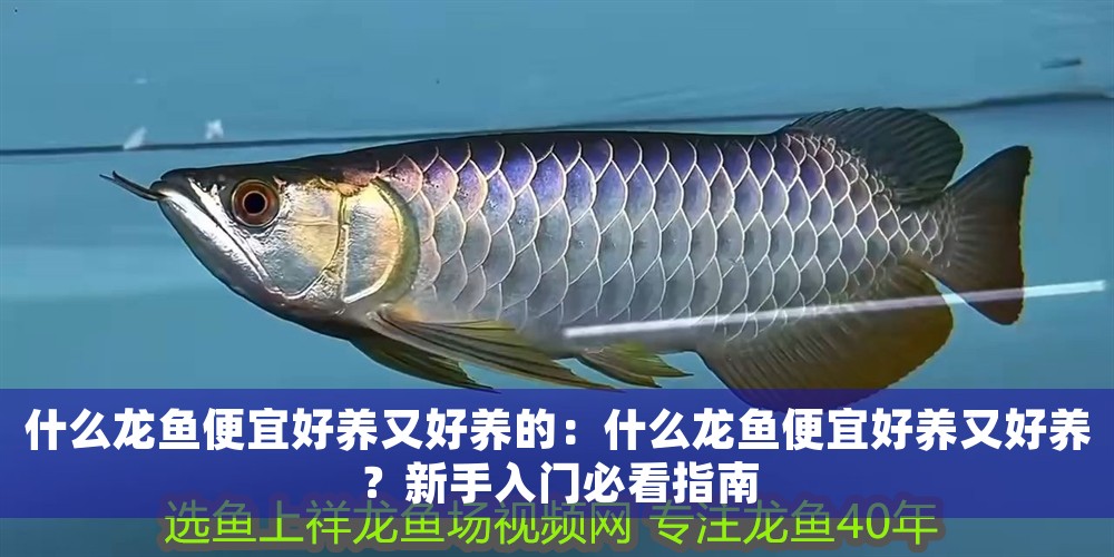 什么龍魚便宜好養又好養的：什么龍魚便宜好養又好養？新手入門必看指南