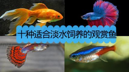 常見淡水觀賞魚的種類和特點有哪些：常見淡水觀賞魚的種類和特點