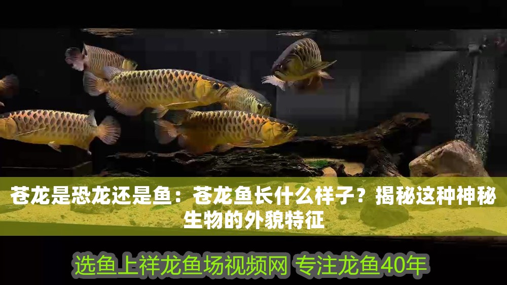蒼龍是恐龍還是魚：蒼龍魚長什么樣子？揭秘這種神秘生物的外貌特征 蒼龍是恐龍還是魚：蒼龍魚長什么樣子？揭秘這種神秘生物的外貌特征 龍魚百科 第1張