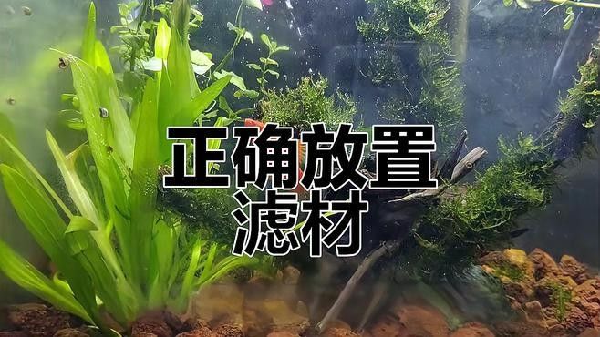 龍魚缸底濾濾材擺放順序 龍魚缸底濾濾材擺放順序 龍魚百科 第2張
