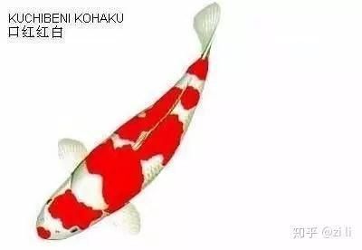 錦鯉26個品種