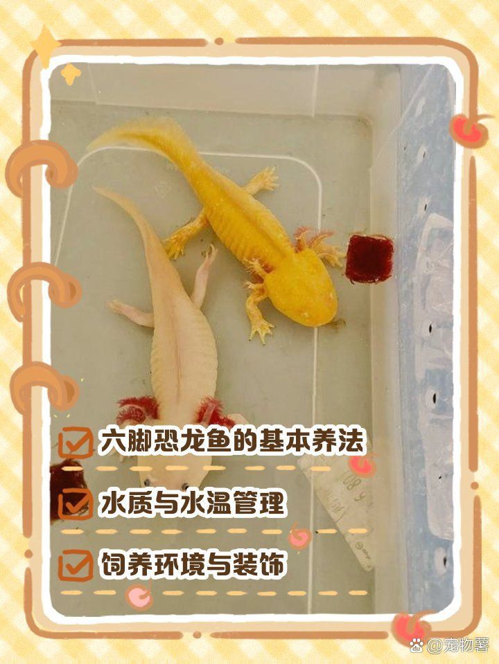 六角恐龍魚的最佳飼養溫度是多少？