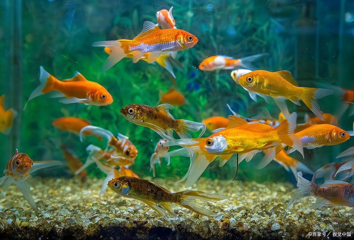 金龍魚翹嘴是為什么呢 金龍魚翹嘴是為什么呢 龍魚百科 第8張