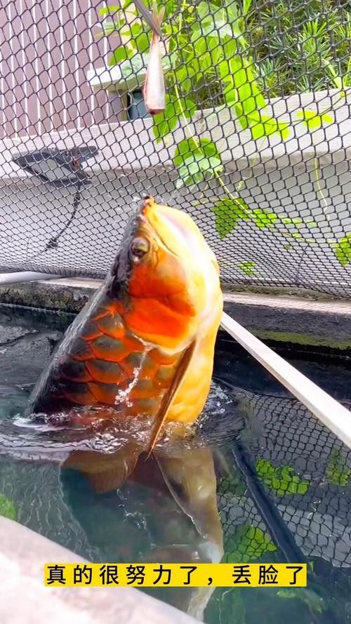 金龍魚翹嘴是為什么呢 金龍魚翹嘴是為什么呢 龍魚百科 第2張