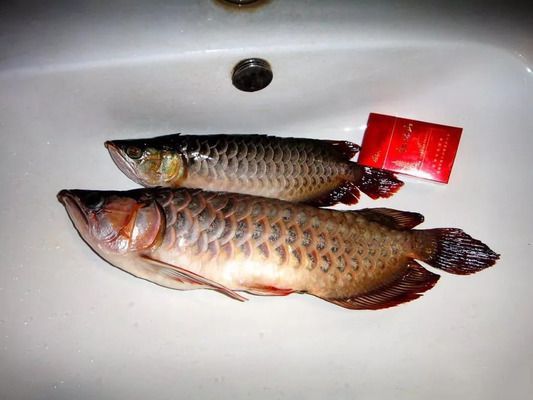 龍魚CT圖，關(guān)于龍魚ct圖的查詢
