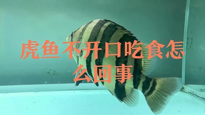 虎魚和龍魚在缸里亂竄不吃食怎么回事
