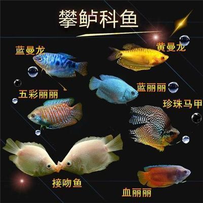 紅寶石魚和曼龍魚混養：紅寶石魚和曼龍魚可以混養嗎？