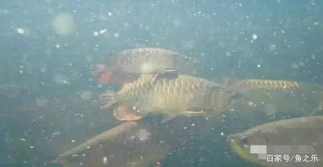 龍魚追著虎魚打：如何防止龍魚和虎魚發(fā)生爭斗？