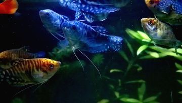 黃藍(lán)龍魚(yú)家養(yǎng)好不好