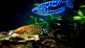 黃藍(lán)龍魚(yú)家養(yǎng)好不好