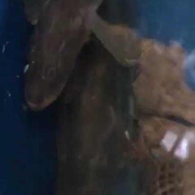 龍魚吃了變質的蝦可能會對其健康產生負面影響嗎：龍魚吃了變質的蝦會對健康產生負面影響嗎？